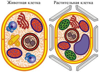 Модель животной клетки биология Модель животной клетки биология
