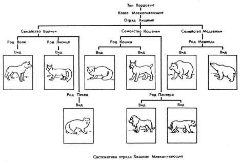 Отряд хищные схема